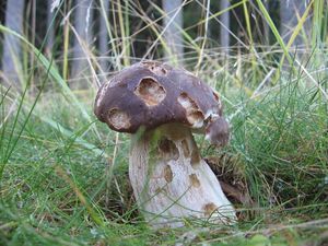 Klikni pro velký obrázek