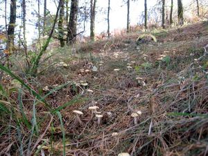 Klikni pro velký obrázek