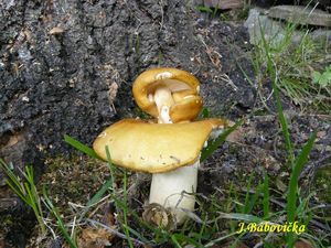 Klikni pro velký obrázek