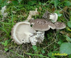 Klikni pro velký obrázek