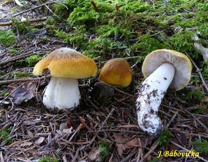 Klikni pro velký obrázek