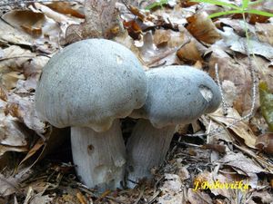 Klikni pro velký obrázek