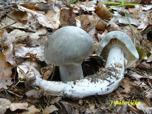 Klikni pro velký obrázek