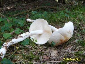 Klikni pro velký obrázek