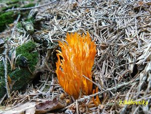 Klikni pro velký obrázek