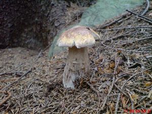 Klikni pro velký obrázek