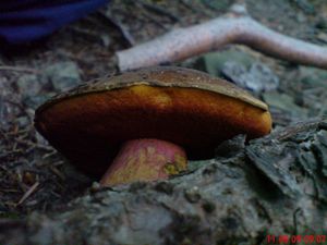 Klikni pro velký obrázek