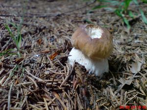 Klikni pro velký obrázek