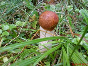 Klikni pro velký obrázek