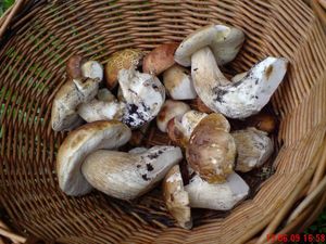 Klikni pro velký obrázek