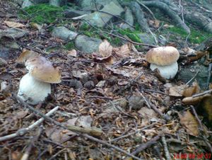 Klikni pro velký obrázek