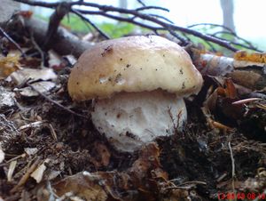 Klikni pro velký obrázek