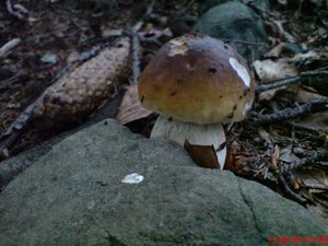 Klikni pro velký obrázek