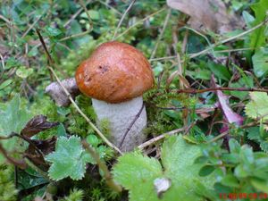 Klikni pro velký obrázek