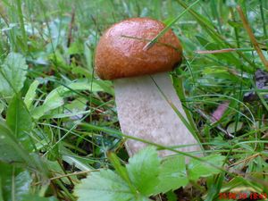 Klikni pro velký obrázek