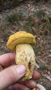 Klikni pro velký obrázek