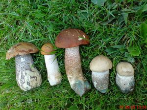 Klikni pro velký obrázek