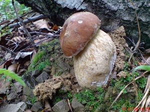 Klikni pro velký obrázek