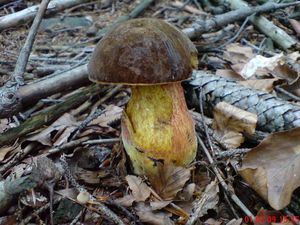 Klikni pro velký obrázek