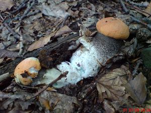 Klikni pro velký obrázek