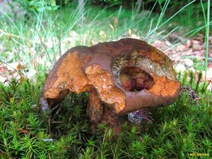 Klikni pro velký obrázek