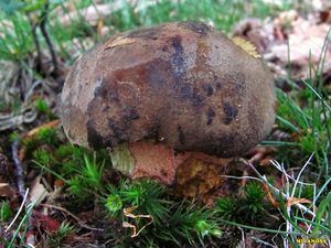 Klikni pro velký obrázek