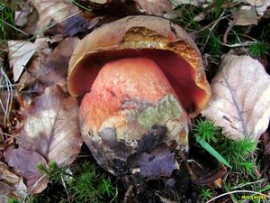 Klikni pro velký obrázek