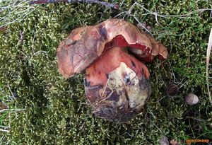 Klikni pro velký obrázek