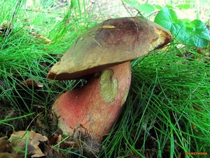 Klikni pro velký obrázek