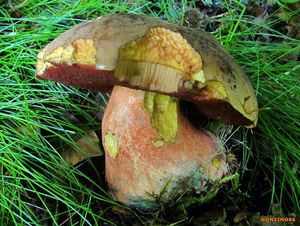 Klikni pro velký obrázek