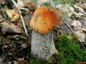 Klikni pro velký obrázek