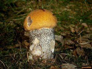 Klikni pro velký obrázek