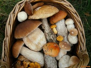 Klikni pro velký obrázek