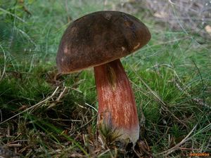 Klikni pro velký obrázek