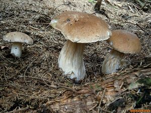 Klikni pro velký obrázek