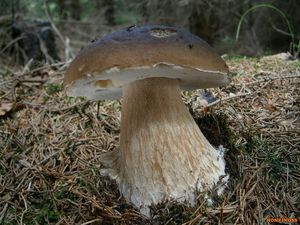 Klikni pro velký obrázek