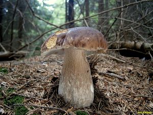 Klikni pro velký obrázek