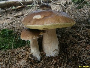 Klikni pro velký obrázek