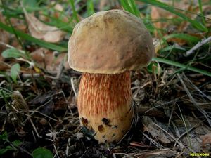 Klikni pro velký obrázek