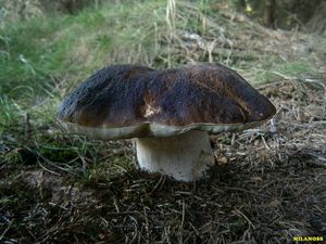 Klikni pro velký obrázek