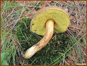 Klikni pro velký obrázek