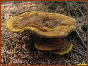 Klikni pro velký obrázek