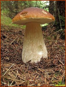 Klikni pro velký obrázek