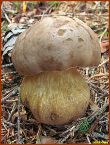 Klikni pro velký obrázek