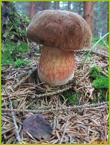 Klikni pro velký obrázek