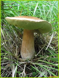 Klikni pro velký obrázek