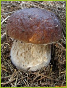 Hřib smrkový - Boletus edulis Bull. 1782