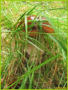 Klikni pro velký obrázek