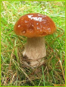 Hřib smrkový - Boletus edulis Bull. 1782