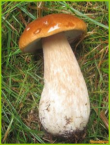 Hřib smrkový - Boletus edulis Bull. 1782
